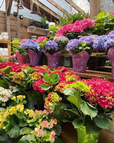 Indoor Blooming Plants Flower Arrangement