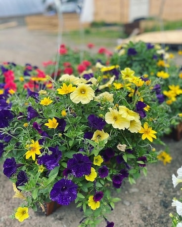 Hanging Baskets Flower Arrangement