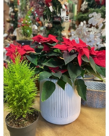 Poinsettias, assorted sizes and colors Flower Arrangement
