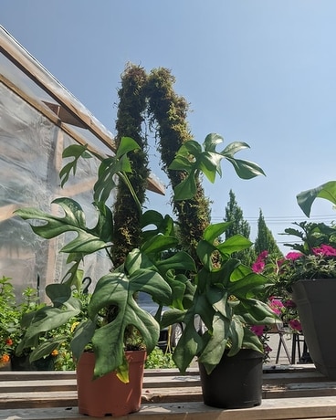 Large Tropical Plants Flower Arrangement