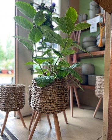 Tropical Plant in Basket Flower Arrangement