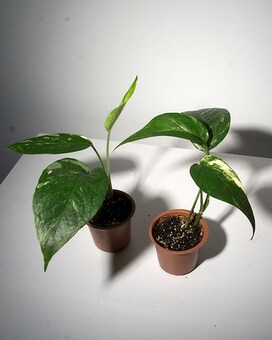 Standard size,  inches height and  inches wide.
