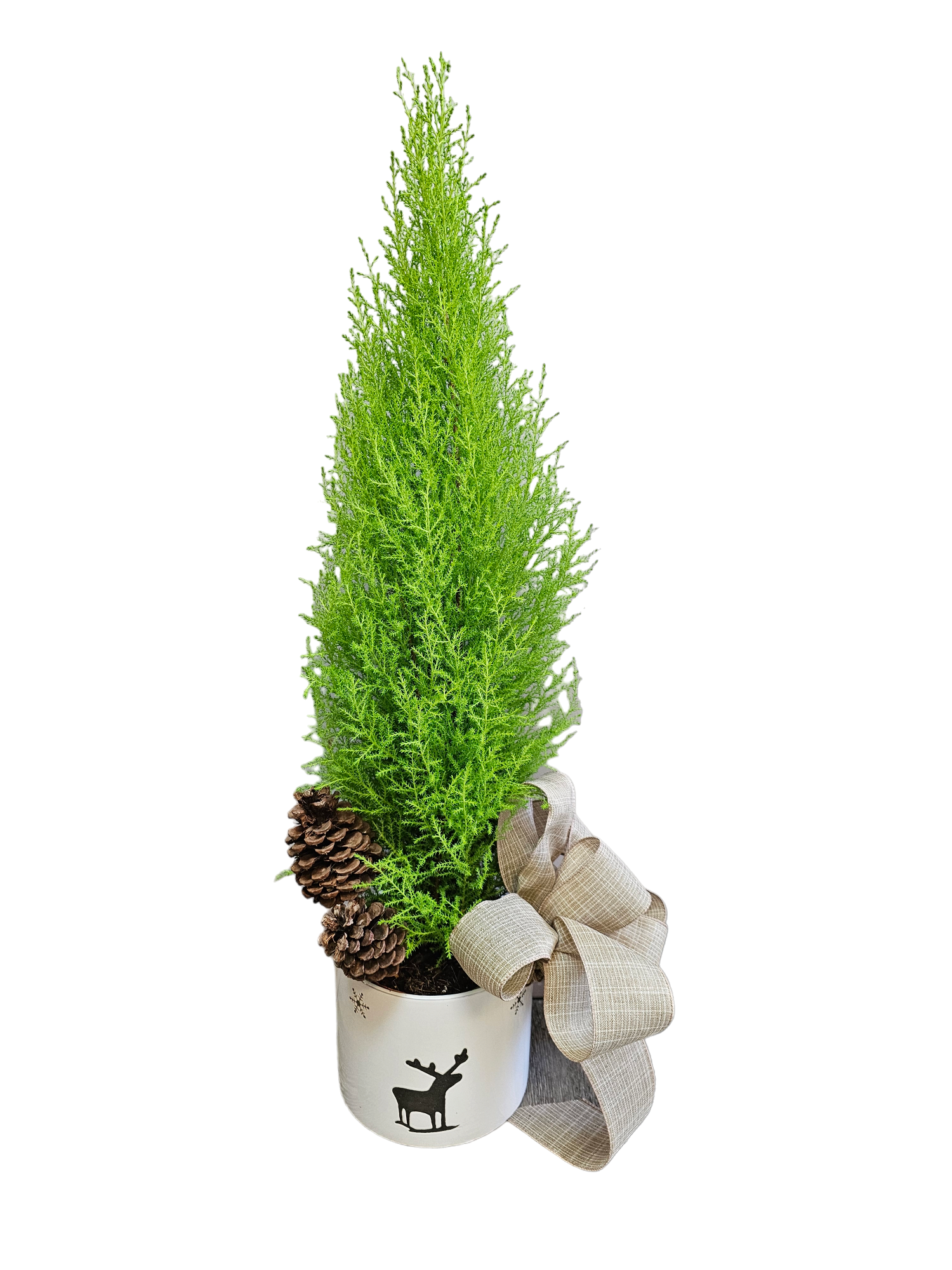 O Tannenbaum Plant