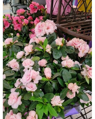 Azalea Flower Arrangement