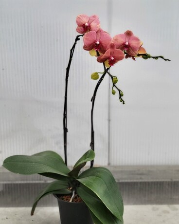 Phalaenopsis Orchid Flower Arrangement