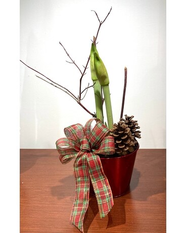 Amaryllis Plant Plant