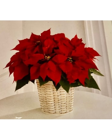 Red Poinsettia Plant