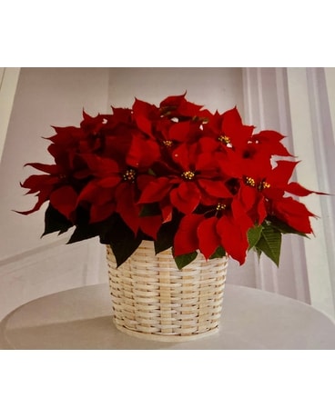 Large Red Poinsettia Plant