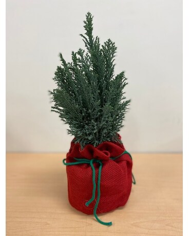 Cypress plant Plant