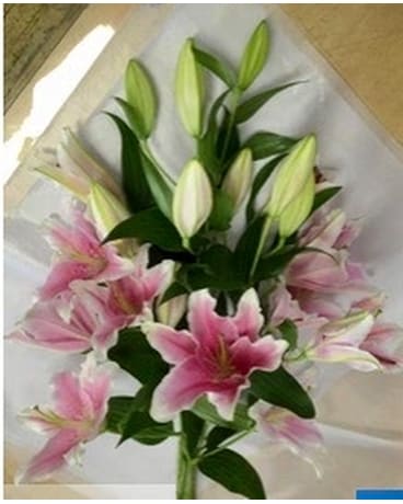 Pink Stargazer Lily 5 Stem Bouquet Flower Arrangement