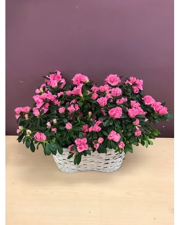 Double Azalea Plant Flower Arrangement