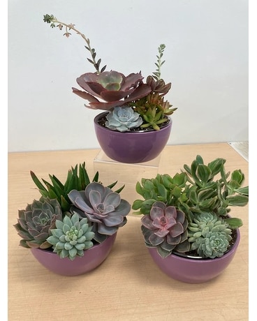 Succulent Garden Flower Arrangement