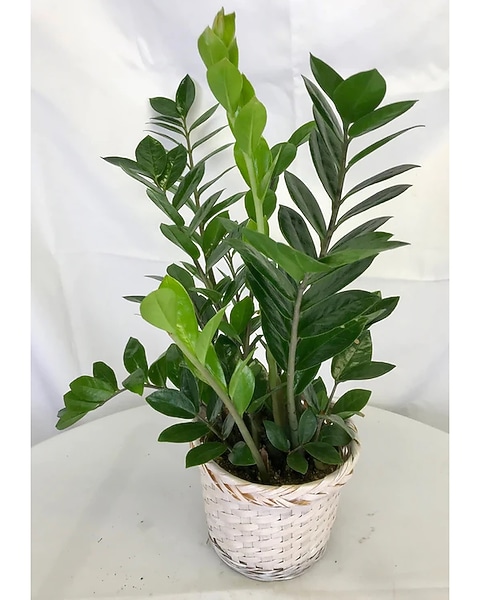 gasteria succulent plant BubbleBlooms Gasteria Pillansii, 2 inch Set of 3, Succulent Haworthia –  Florida House Plants