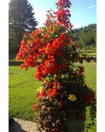 Bougainvillea Summer Urn Flower Arrangement