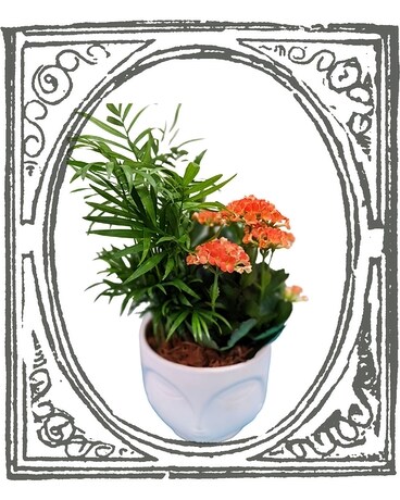 Temple of Blooms Plant