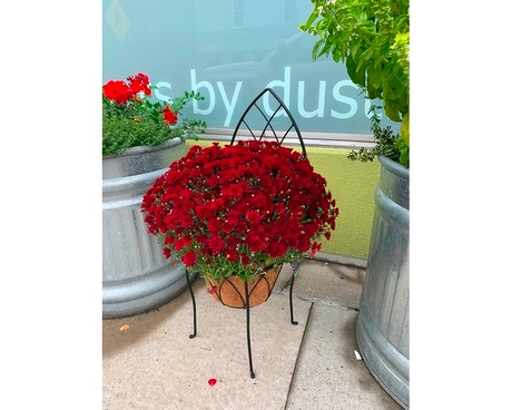 A chair for ALL Seasons Plant