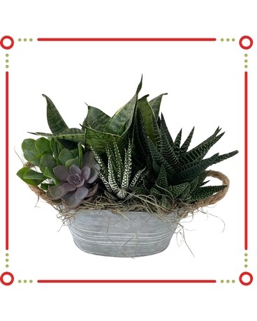 Succulent Tin Planter Plant