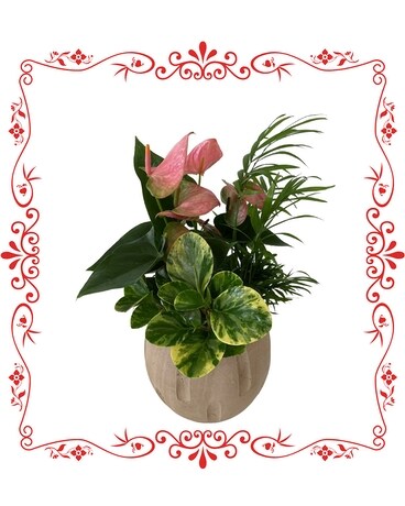 Medium Cream Cressa Plant