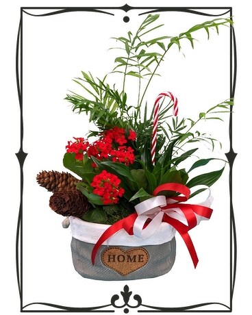 Home for the Holidays Plant