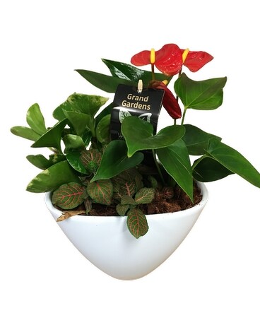 Christmas Eileen Small Plant