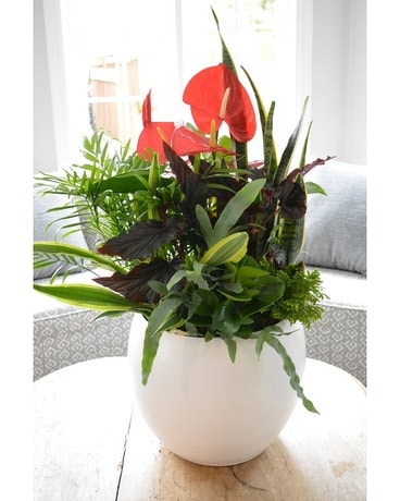 X-tra Large Cressa Plant