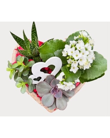 Super Succulent Plant