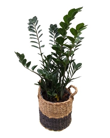 ZZ Plant Plant