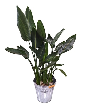 Banana Palm Plant