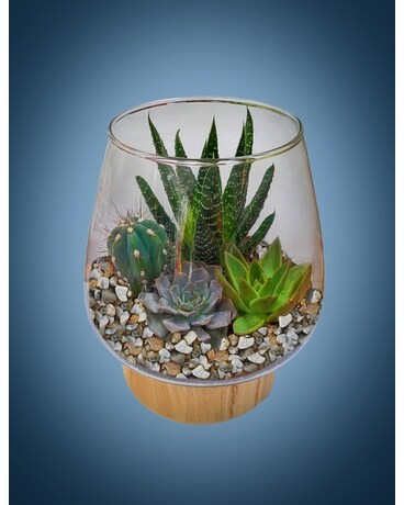 Succulent Terrarium Plant