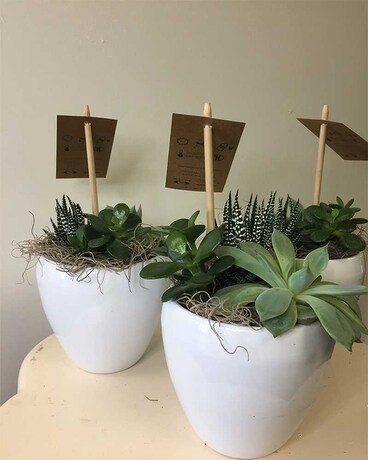 Small succulents planter in a white ceramic Dish Garden Plant