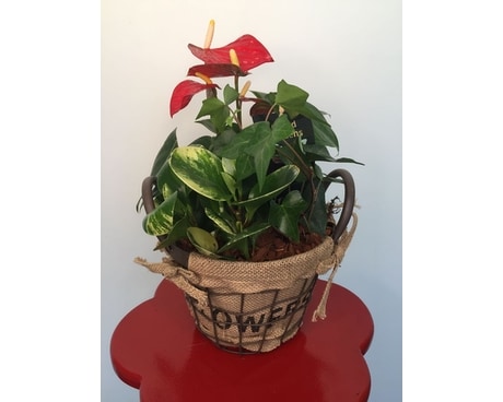 Medium Anthurium Wire Flower Dish Garden Plant