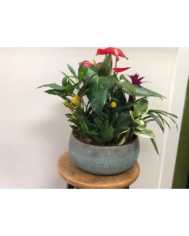 Mixed Anthurium Ryan Dish Garden Plant