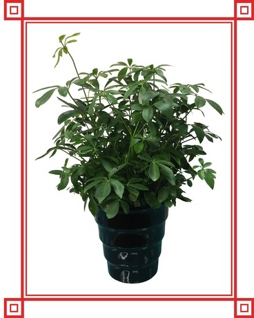 Schefflera- Umbrella Plant Plant