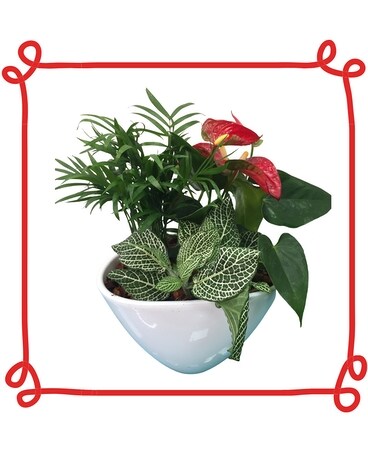 Small Anthurium Planter Dish Garden Plant