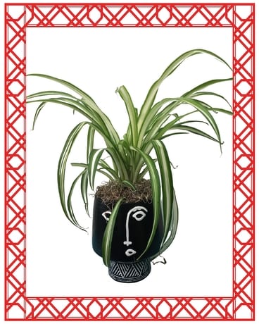 Spider Hair Plant (lol) Plant