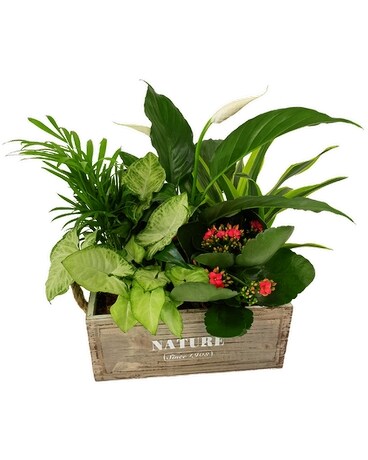 Tropical Nature Crate Plant