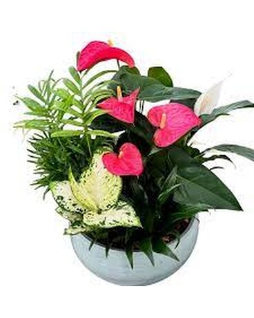 Blue Mist Anthurium Planter XL Dish Garden Plant