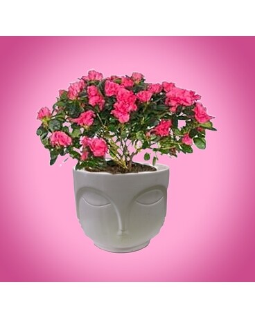Lady Azalea Plant