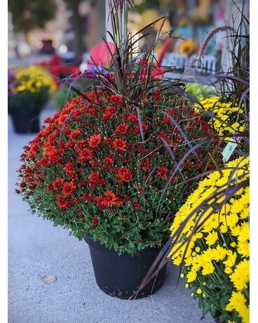 Outdoor Mum with Fountain Grass Plant