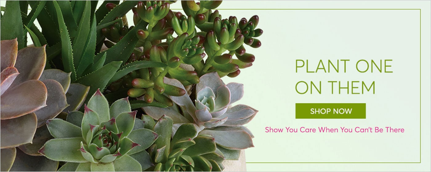 Nepean Florist Flower Delivery by Infinity Flowers