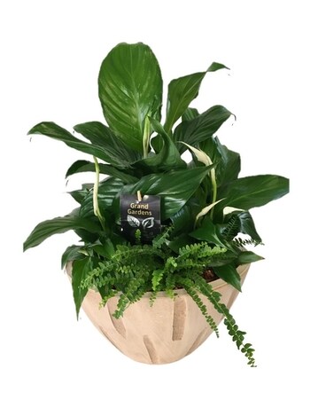 Cream Sympathy Planter Plant