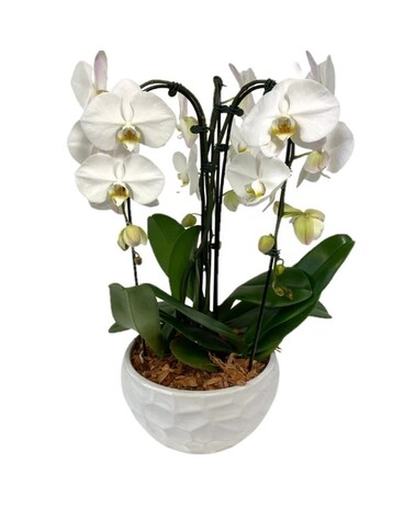 Triple Cascading Orchid Plant