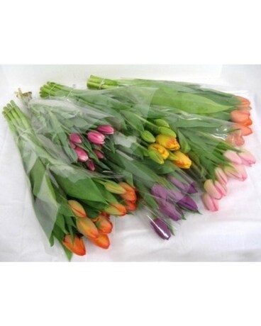 Mixed Wrapped Tulip Bunches Flowers