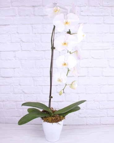 Cascading White Orchid Plant
