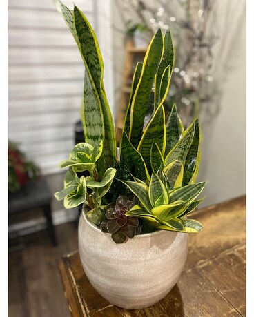 Cresta Succulent Planter Plant
