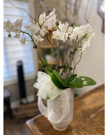 Fenna double/double stem mini orchid Plant
