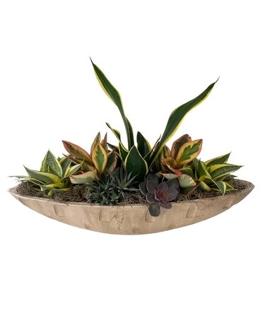 Giant Succulent Boat - over 2 feet long! Plant