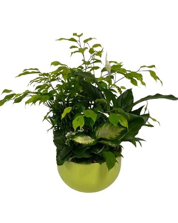 Lime XL Tropical Planter Plant