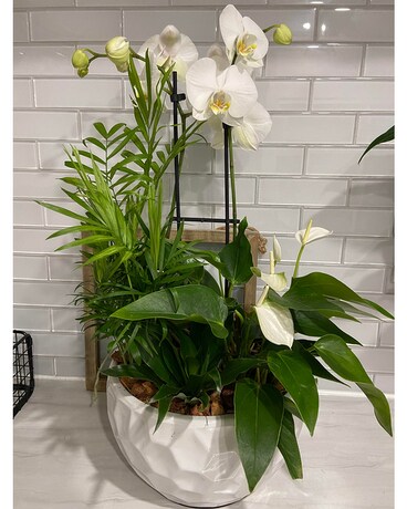 XL Round Orchid planter Plant