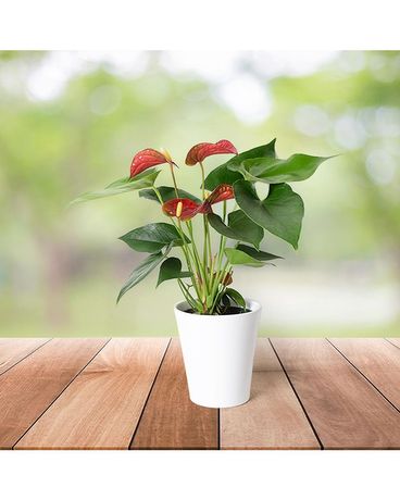 6 Plant